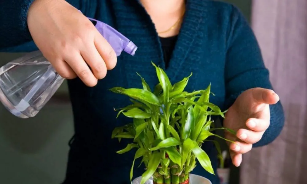 Lá chuyển màu nâu do sử dụng nguồn nước không sạch hoặc chứa clo