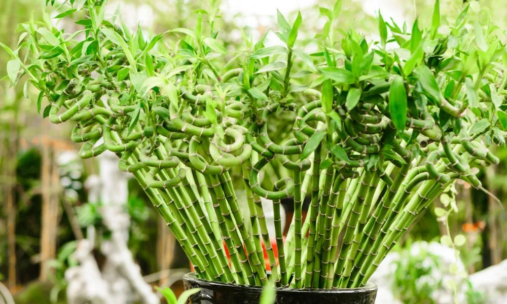 Cây bị thối rễ, thối thân do nước tưới không sạch hoặc nhiễm nấm