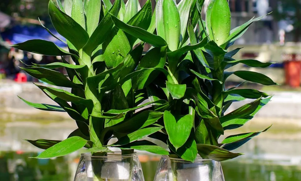 Cây phát lộc hợp mệnh Mộc trong phong thủy và tuổi Mão