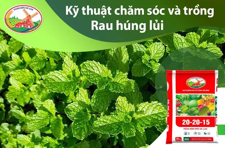 Quy trình thu hoạch lá non sau khi áp dụng cách trồng rau húng cây hiệu quả