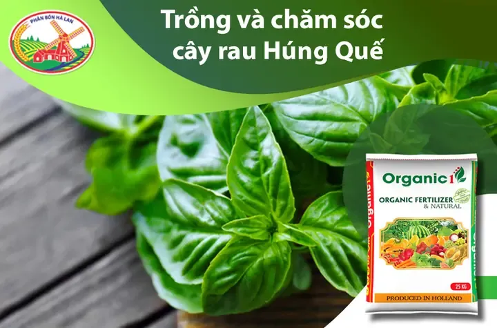 Thực hiện chăm sóc đúng kỹ thuật để có rau húng cây tươi xanh