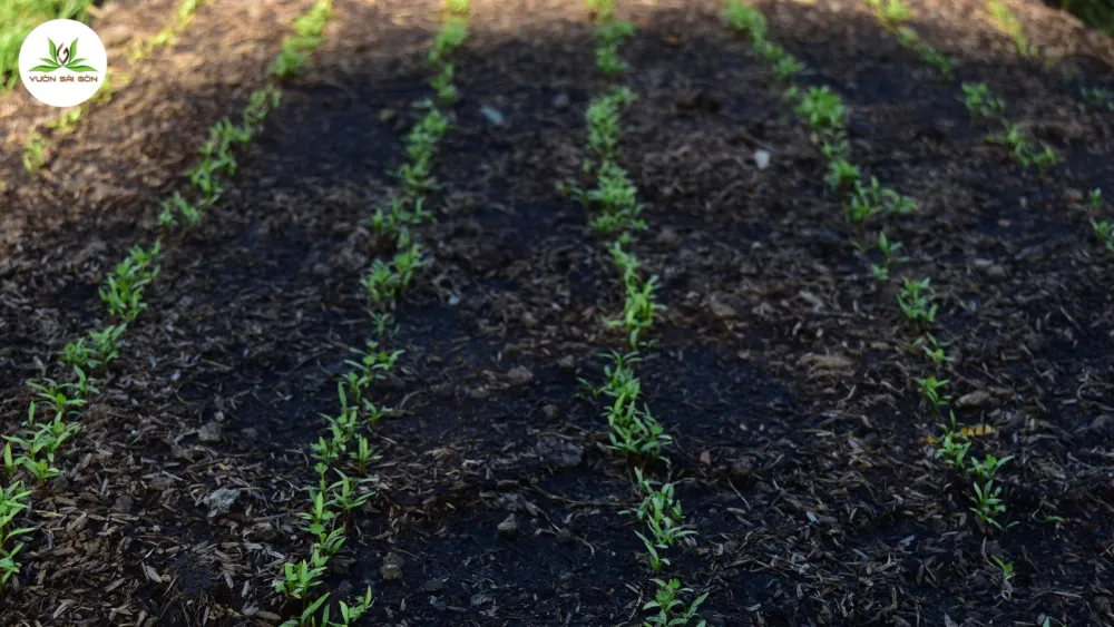 Cach Trong Va Cham Soc Cay Rau Mui Don Gian Tai Nha 1