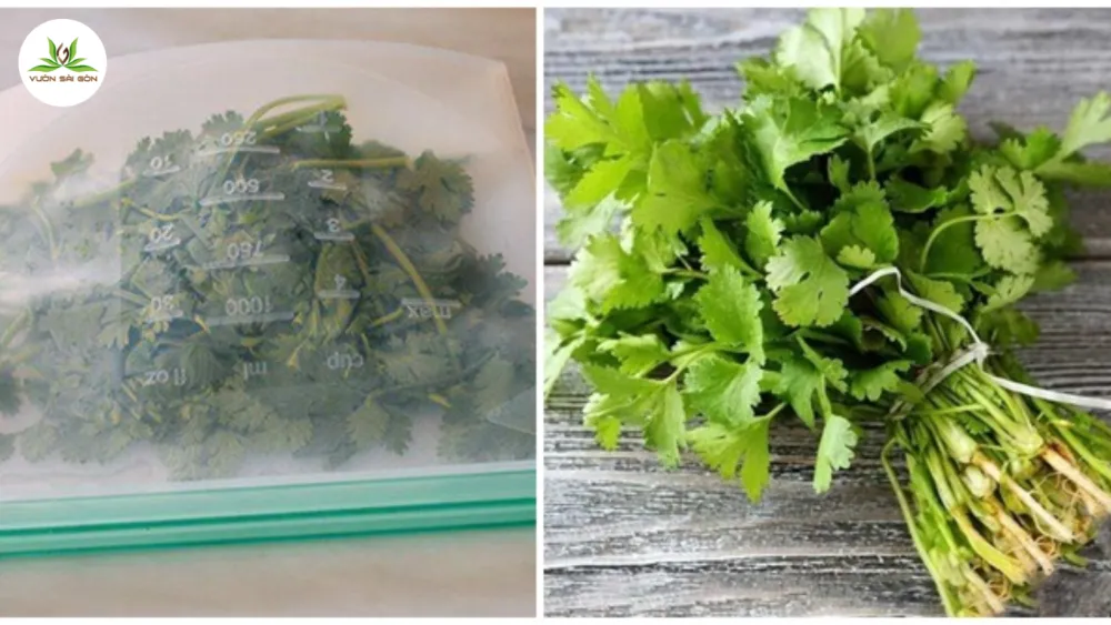 Cach Trong Va Cham Soc Cay Rau Mui Don Gian Tai Nha 2