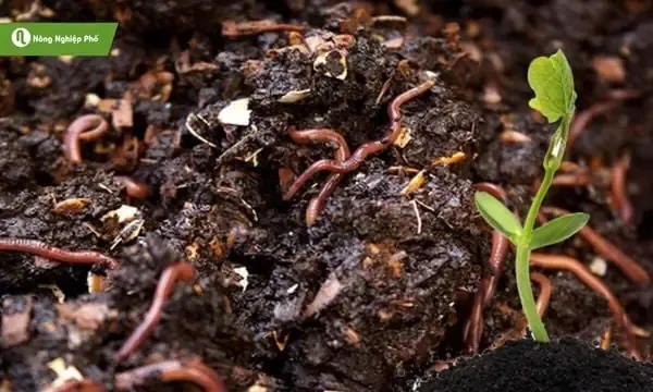 Chuẩn bị đất trồng rau ngót và các vật dụng cần thiết