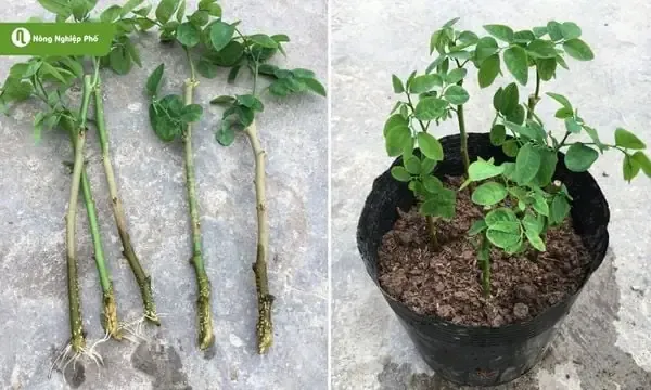 Kỹ thuật cắm hom để trồng rau ngót đúng cách