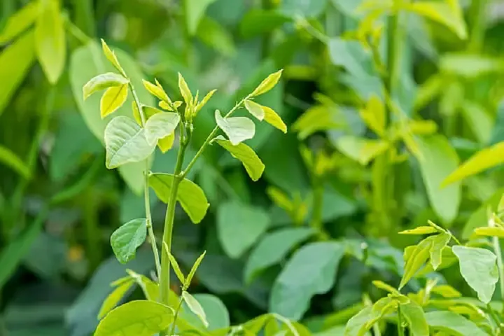 Tổng quan về kỹ thuật chăm sóc cây rau ngót sau thu hoạch