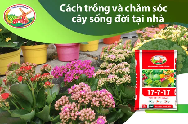 Cách Trồng Và Chăm Sóc Cây Sống Đời Phát Triển Khỏe Mạnh Và Ra Hoa Đúng Tết