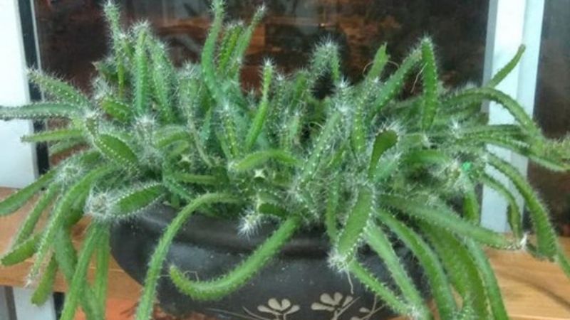 Cách Trồng Hạt Thanh Long Tại Nhà Đơn Giản Cho Tiểu Cảnh Xanh Mát