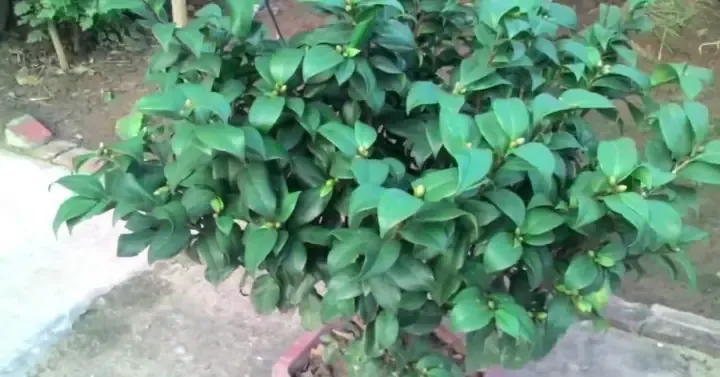 Cách Bón Phân Cho Cây Hoa Trà