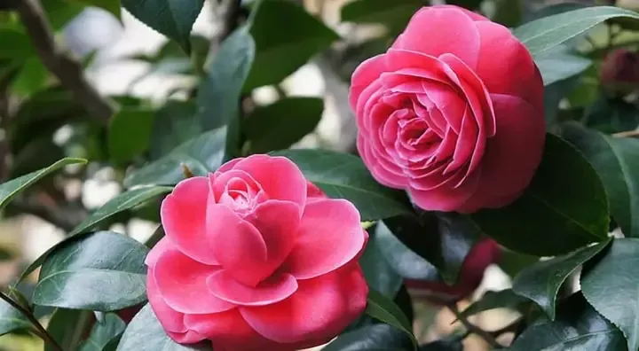 Đặc Điểm Sinh Trưởng Cây Hoa Trà