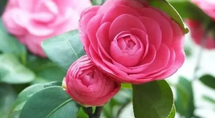 Trồng Và Chăm Sóc Cây Hoa Trà