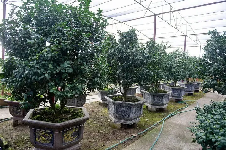 Cách Chăm Sóc Cây Hoa Trà Sau Tết