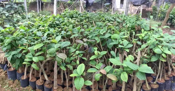 Cách Tưới Nước Cho Cây Hoa Trà Đúng Cách.