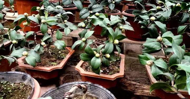 Trồng Và Chăm Sóc Cây Hoa Trà