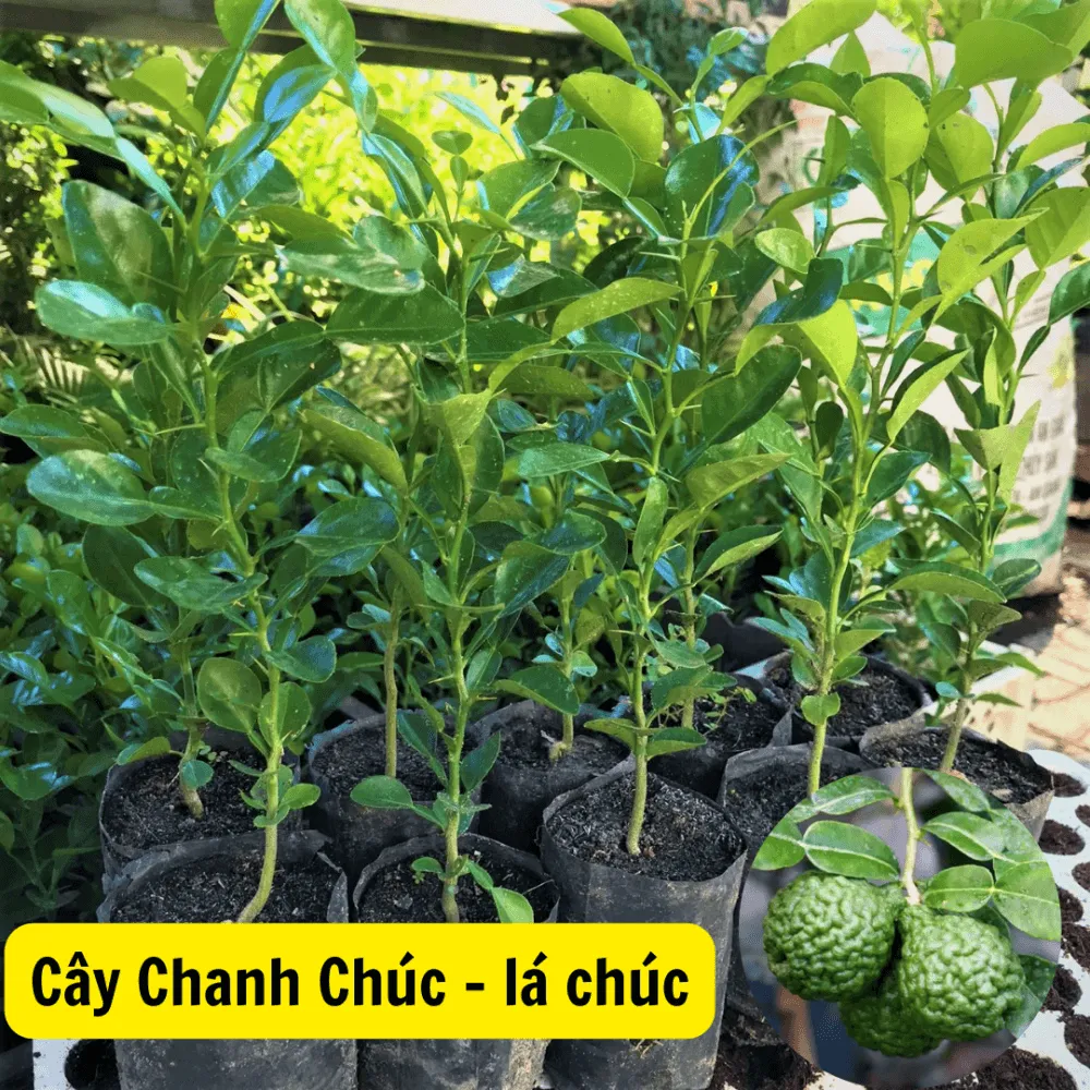 Hệ thống rễ cọc của cây Chanh Chúc cần đất tơi xốp, thoát nước tốt
