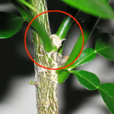 Kỹ thuật cắt tỉa cành Chanh Chúc để tạo tán và loại bỏ cành sâu bệnh