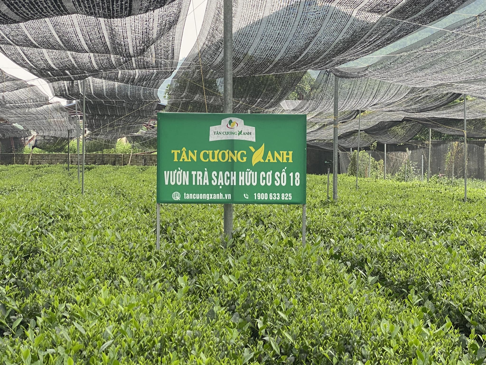 Cách Trồng Cây Chè Xanh Tại Nhà Chi Tiết Nhất: Từ Giống Đến Thu Hoạch