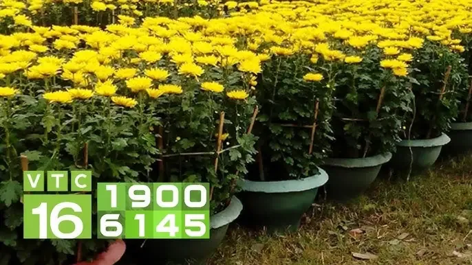 Alt text mô tả bằng tiếng Việt dưới 125 ký tự