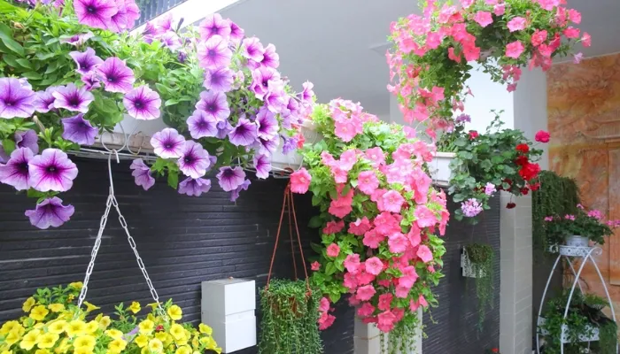 Cách trồng và chăm sóc hoa dạ yến thảo