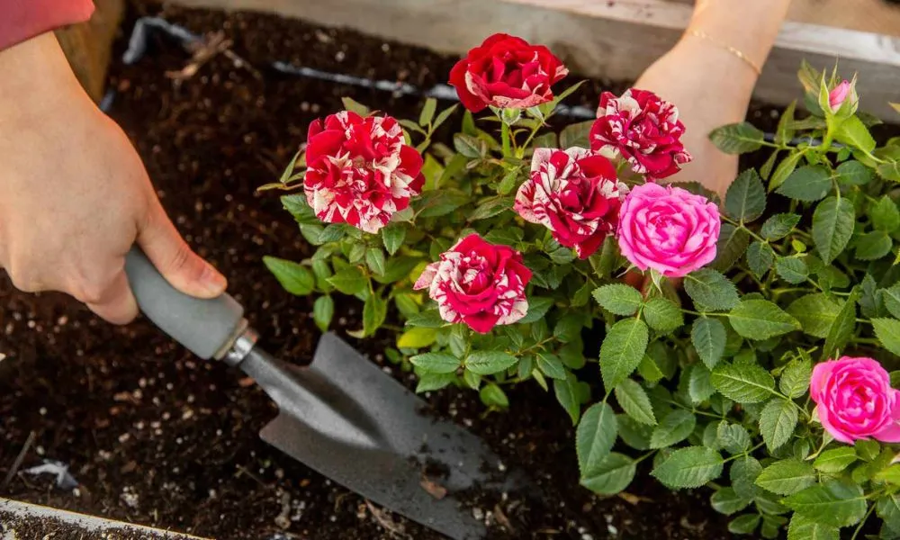 Giống hồng trên thị trường rất đa dạng