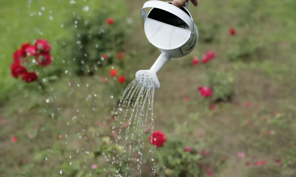 Để hoa hồng trong chậu phát triển tốt, bạn cần chú ý đến cách tưới nước