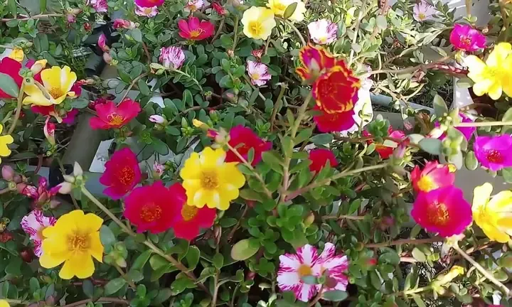 Hoa mười giờ Mỹ cánh kép (Portulaca grandiflora) với nhiều màu sắc rực rỡ
