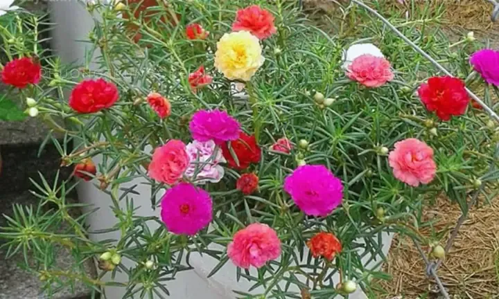 Hoa mười giờ thường (Portulaca oleracea) đang nở rộ dưới ánh nắng mặt trời
