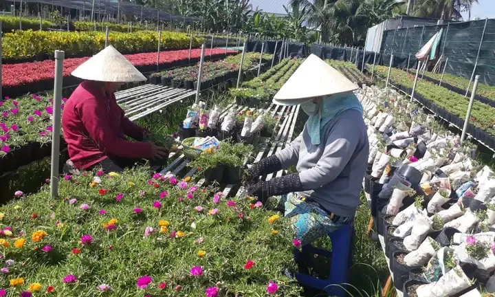 Kỹ thuật trồng hoa mười giờ Mỹ trong chai nhựa tái chế để trang trí ban công