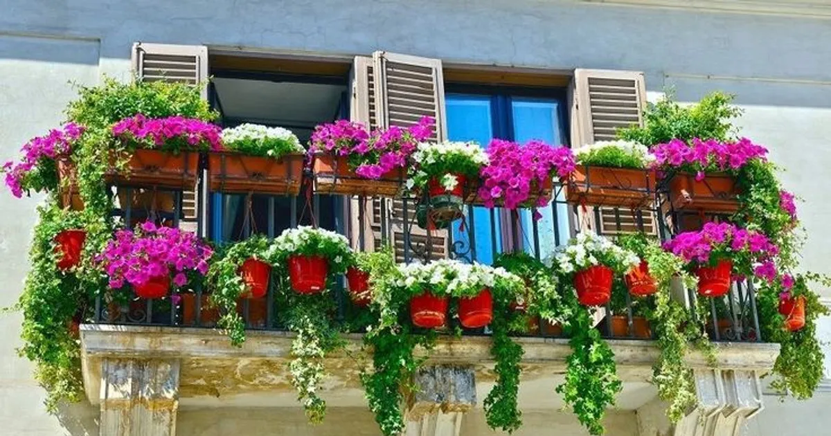 Cách trồng và chăm sóc hoa ở ban công để tạo không gian xanh cho ngôi nhà