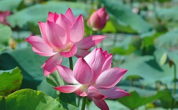 Cảnh sen đang nở rộ trong một ao hồ lớn, tượng trưng cho vẻ đẹp thanh tao của hoa sen Việt Nam