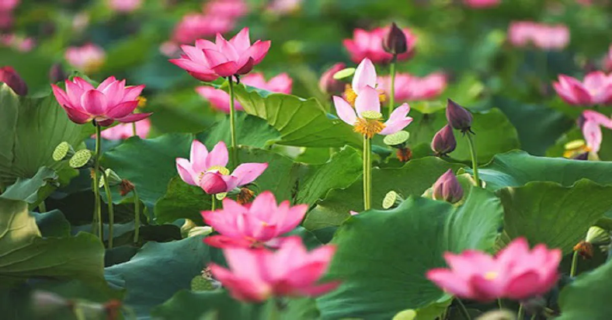 Hình ảnh hoa sen hồng đang nở rực rỡ, được chọn làm quốc hoa của Việt Nam