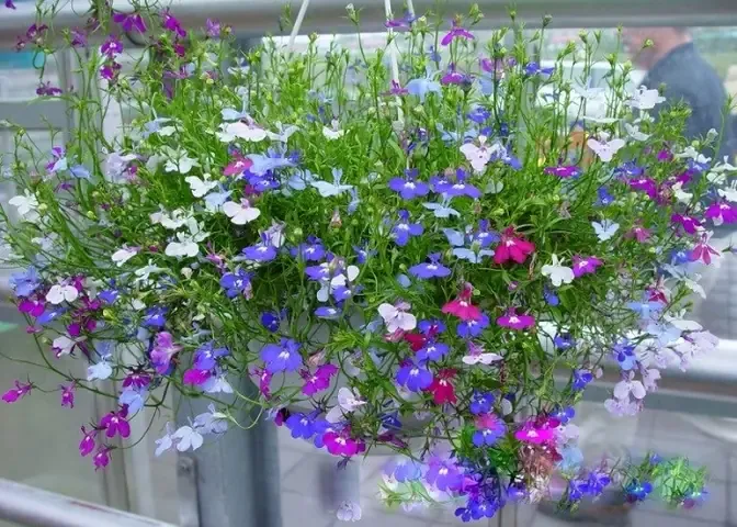 Trồng Hoa Thúy Điệp Cho Vườn Nhà Rực Rỡ Sắc Hương