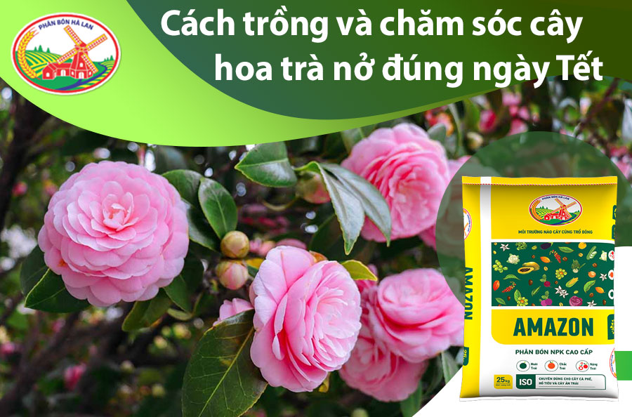 Cách Trồng Cây Hoa Trà Mi: Hướng Dẫn Kỹ Thuật Chi Tiết Cho Người Mới Bắt Đầu
