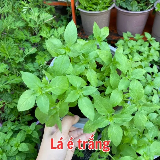 Chậu rau giống cây é trắng sẵn sàng để cấy trồng