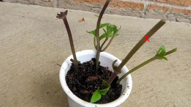 Cận cảnh phương pháp giâm cành é trắng trong chậu đất
