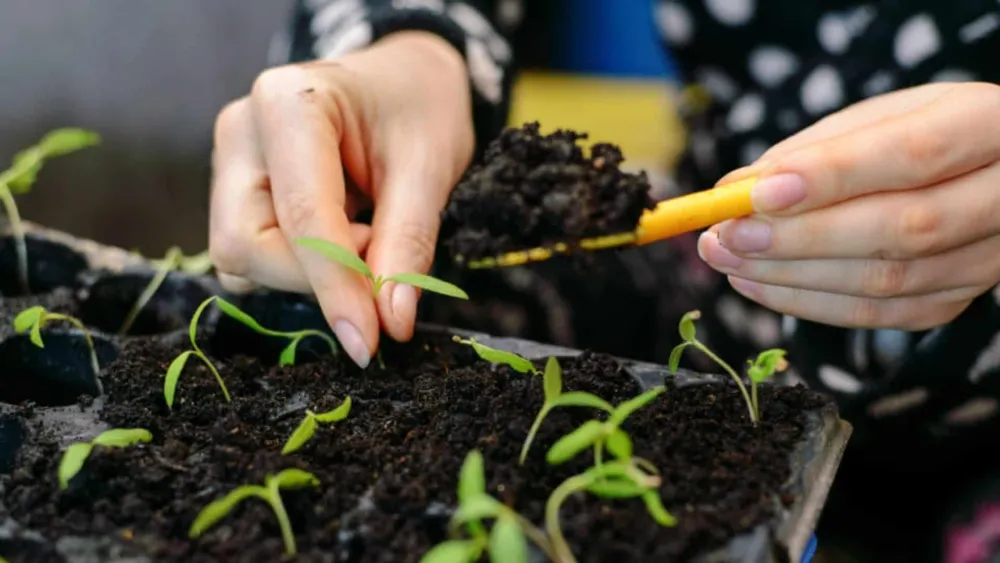 Hạt giống é trắng nảy mầm sau khoảng 7 đến 15 ngày gieo