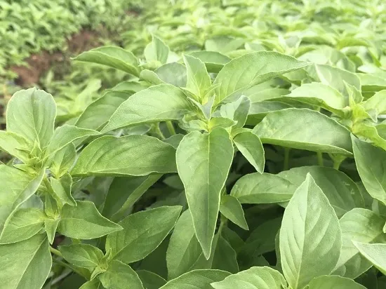 Quy trình kỹ thuật trồng và chăm sóc lá é trắng tại nhà đạt năng suất cao