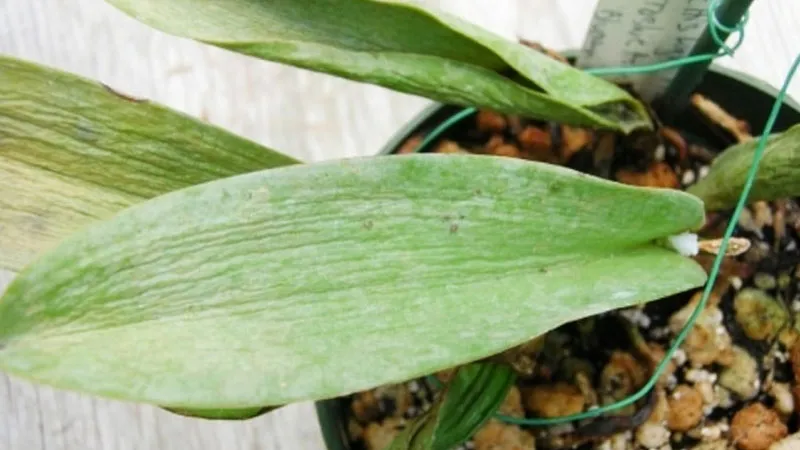Cách xử lý lan Đai Châu bị nhăn lá hiệu quả
