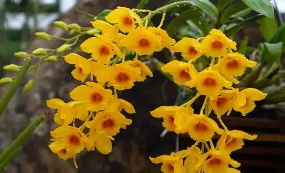 Lan Hibiki với hoa trắng ngà và vân tím, mô tả cây lan khỏe mạnh trong chậu có giá thể thoáng khí