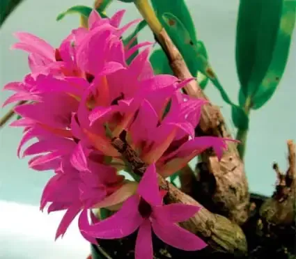 Hình ảnh cận cảnh rễ lan Hibiki khỏe mạnh bám vào giá thể vỏ thông, minh họa cho chất lượng giá thể chuẩn