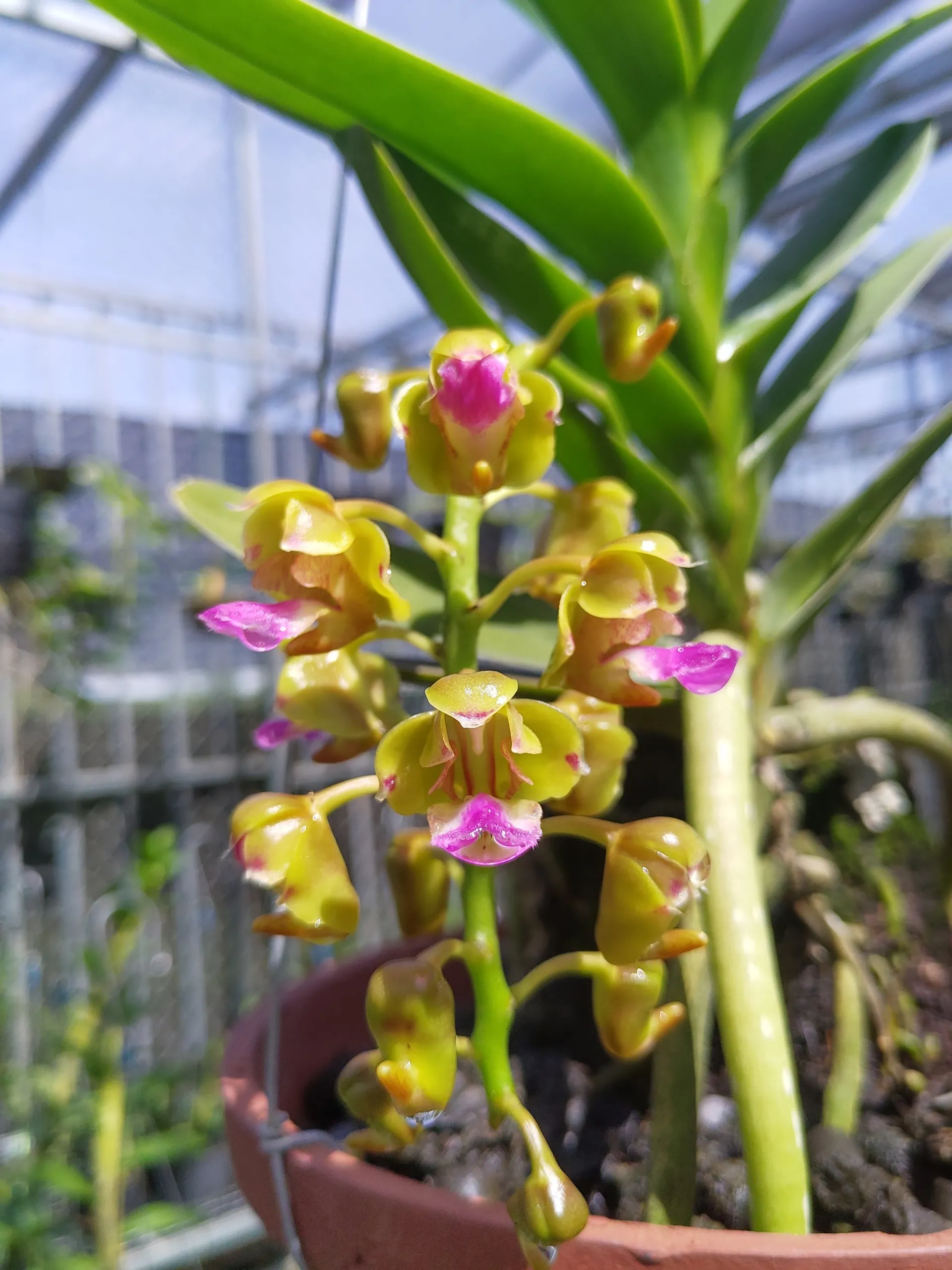 Cách Trồng Lan Hoàng Nhạn Kích Rễ Mạnh Và Ra Hoa Đúng Mùa Hè