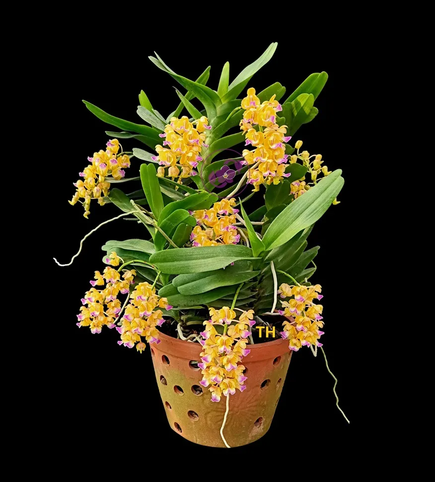 Cách Trồng Lan Hoàng Nhạn Kích Rễ Mạnh Và Ra Hoa Đúng Mùa Hè