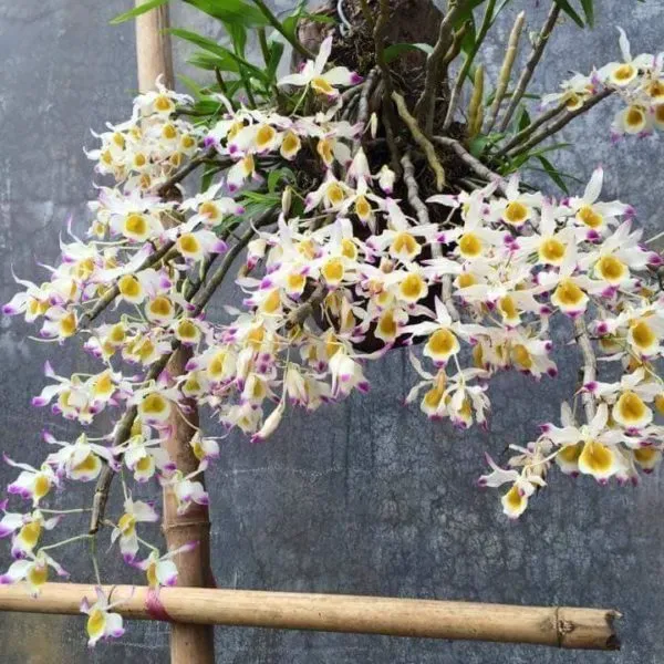 Lan ngọc thạch 3 màu đang nở hoa thành chùm