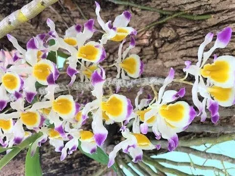 Cận cảnh chùm hoa lan ngọc thạch 3 màu đang bung nở rực rỡ