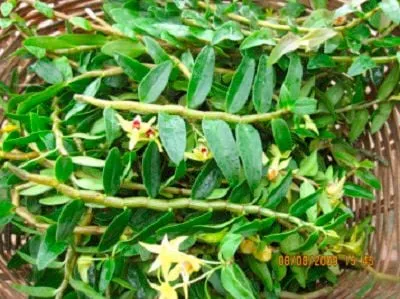 Bảo Quản Giả Hành Thạch Hộc Tía Khô Đúng Chuẩn