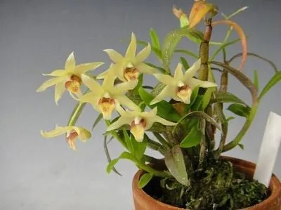 Lan Thạch Hộc Tía Rực Rỡ Với Thân Tím Đặc Trưng