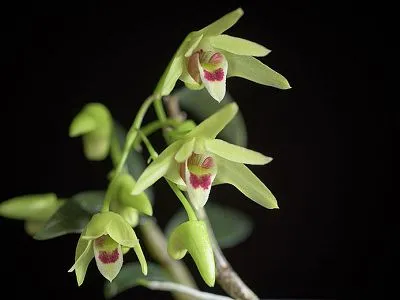 Chi Tiết Lá Lan Thạch Hộc Tía Hình Mác Hẹp