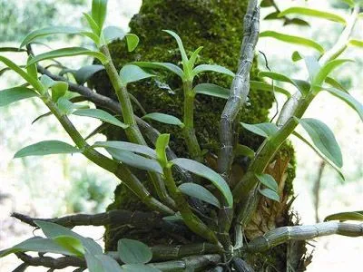 Lan Thạch Hộc Tía Sinh Trưởng Tự Nhiên Trên Vách Đá Núi