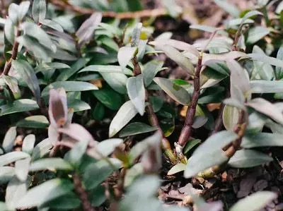 Giả Hành Thạch Hộc Tía - Bộ Phận Dược Liệu Quý Giá