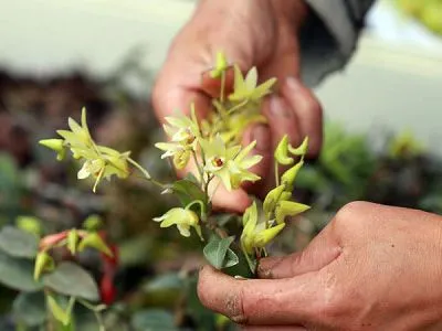 Lan Thạch Hộc Tía Không Chỉ Là Dược Liệu Mà Còn Có Giá Trị Ẩm Thực